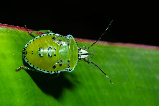 Macro Stink Bug na folha