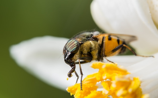 Macro Syrphidae está buscando comida.