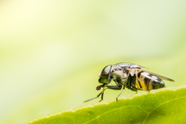 Macro Syrphidae está buscando comida.