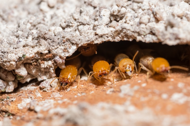 Foto macro térmitas estão andando nos troncos.