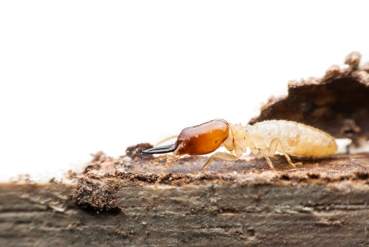 Macro de termitas en madera en descomposición