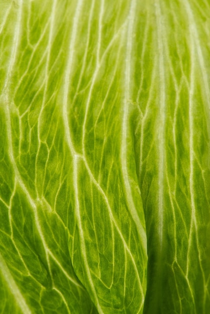 Foto macro textura de alface de iceberg verde