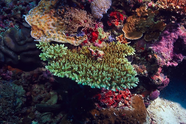 macro / textura de recife de coral, fundo abstrato de ecossistema marinho em um recife de coral