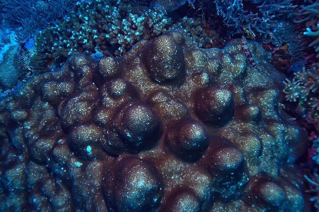 macro / textura de recife de coral, fundo abstrato de ecossistema marinho em um recife de coral