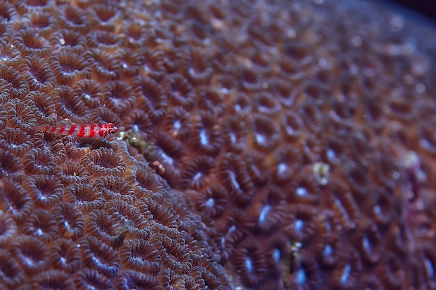 macro / textura de recife de coral, fundo abstrato de ecossistema marinho em um recife de coral