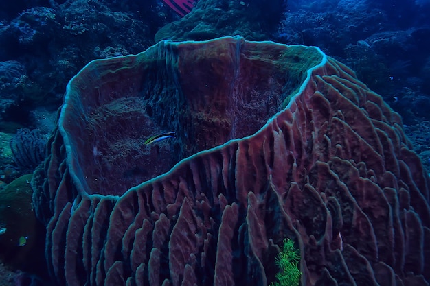 macro / textura de recife de coral, fundo abstrato de ecossistema marinho em um recife de coral