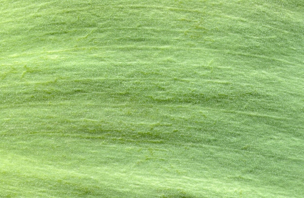 Macro textura de hoja verde