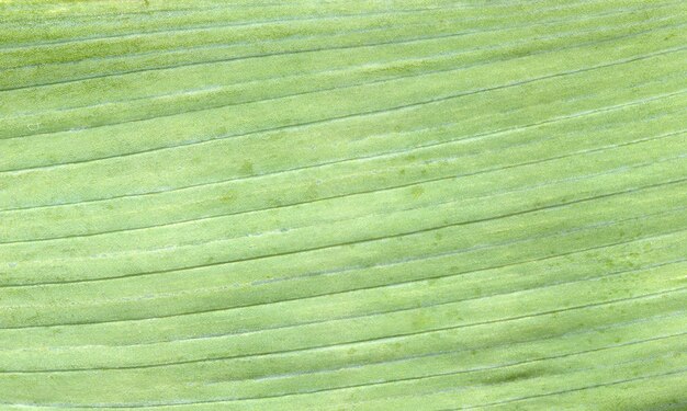 Macro textura de hoja verde