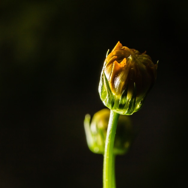 Macro tiro de flor amarela fresca