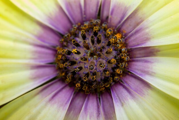 Foto macro tiro de flor roxa