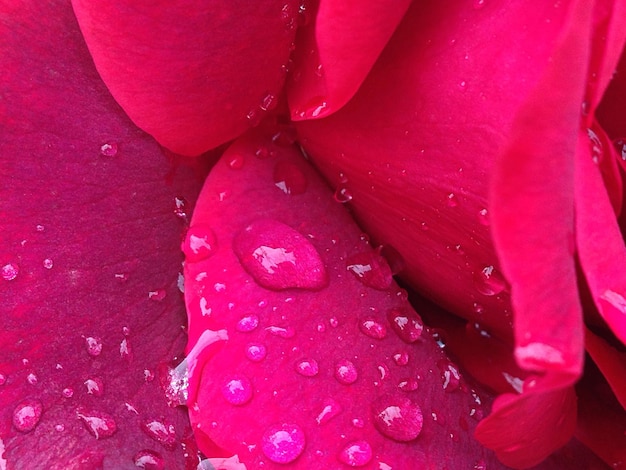 Foto macro tiro de gotas de água na flor