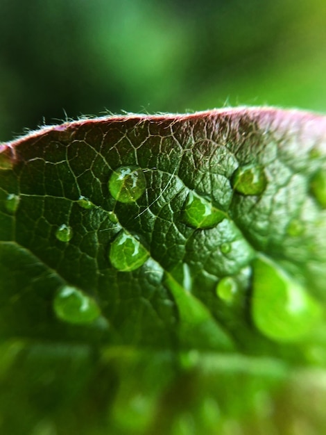 Macro tiro de gotas de água na folha