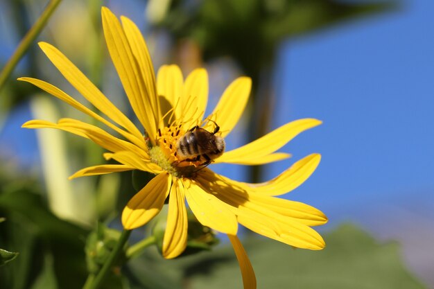 macro tiro de uma abelha em uma margarida amarela de jardim Jacobaea vulgaris contra um fundo de céu