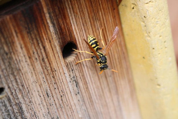 Macro tiro de vespa em madeira