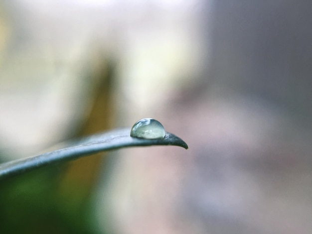 Macro tiro de gota de rocío en la hoja