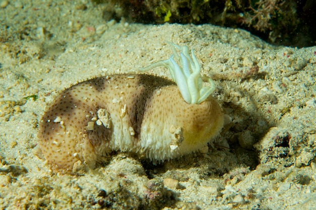 Una macro trepang en Cebú, Filipinas