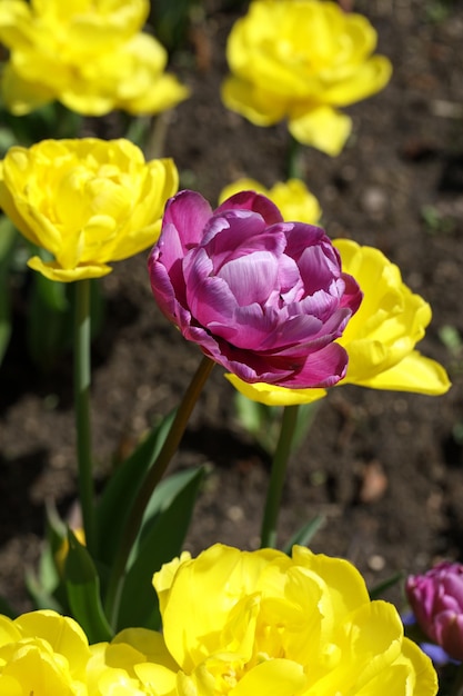 Macro tulipán púrpura entre tulipanes amarillos en un prado