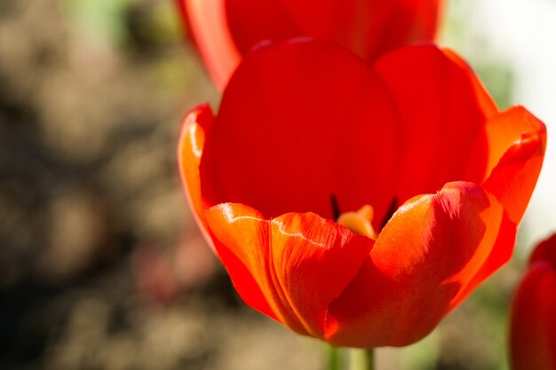 Macro de tulipán rojo de primavera