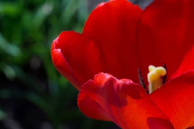 Macro de tulipán rojo