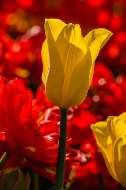 Macro de tulipanes amarillos y rojos sobre un fondo de hierba verde