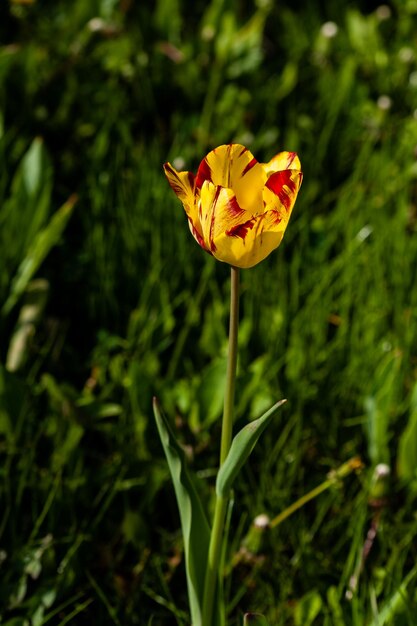 Macro de tulipanes amarillos sobre un fondo de hierba verde