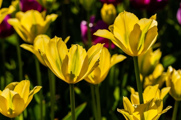 Macro de tulipanes amarillos sobre un fondo de hierba verde