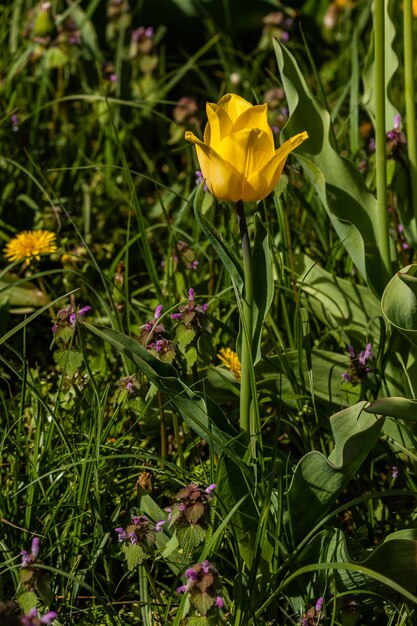 Macro de tulipanes amarillos sobre un fondo de hierba verde