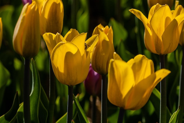 Macro de tulipanes amarillos sobre un fondo de hierba verde