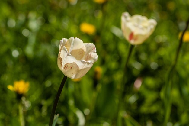 Macro de tulipanes blancos sobre un fondo de hierba verde