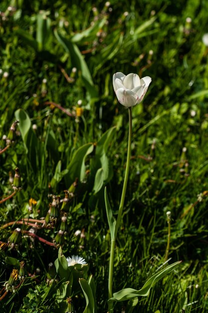 Macro de tulipanes blancos sobre un fondo de hierba verde