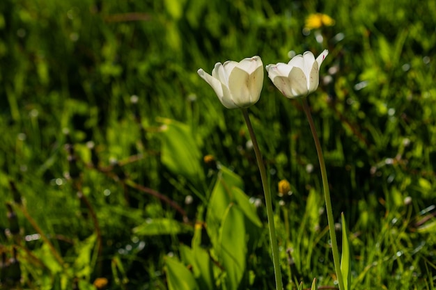 Macro de tulipanes blancos sobre un fondo de hierba verde