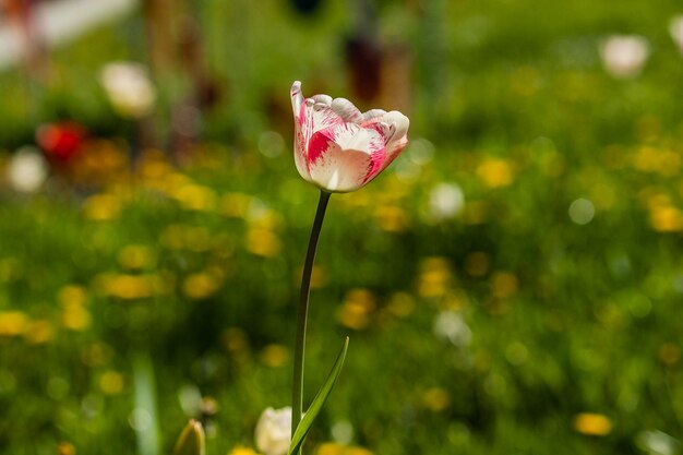 Macro de tulipanes blancos sobre un fondo de hierba verde