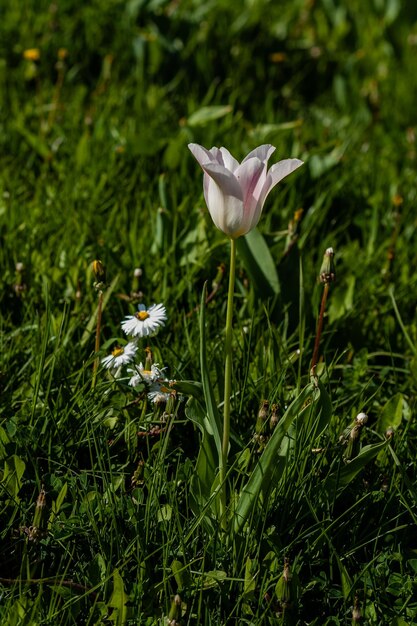 Macro de tulipanes blancos sobre un fondo de hierba verde