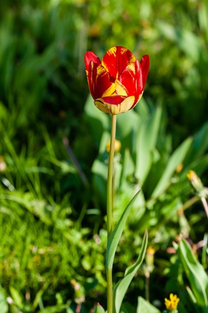 Macro de tulipanes rojos sobre un fondo de hierba verde