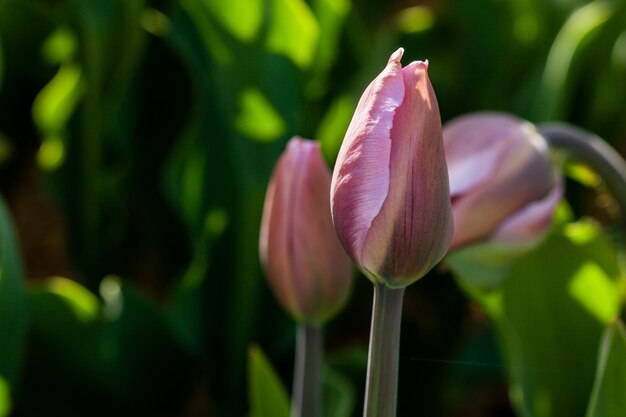 Macro de tulipanes rosas sobre un fondo de hierba verde