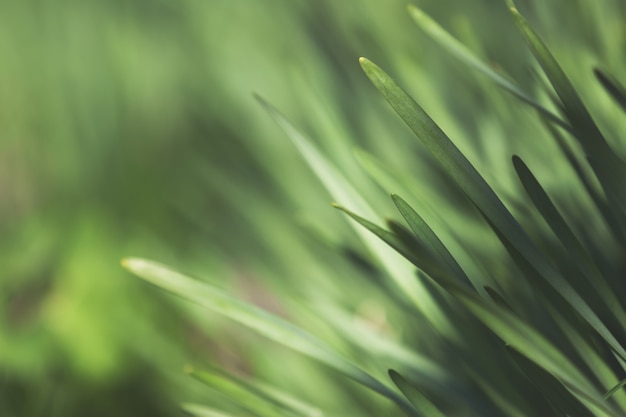 Macro de vegetación de hierba verde