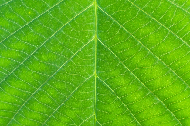 Macro verde da folha. Feche acima da textura verde da folha.