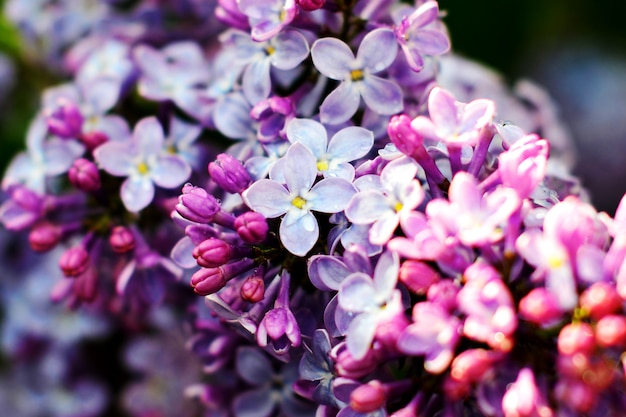 Foto macro vista flor lila. paisaje de primavera con ramo de flores violetas.