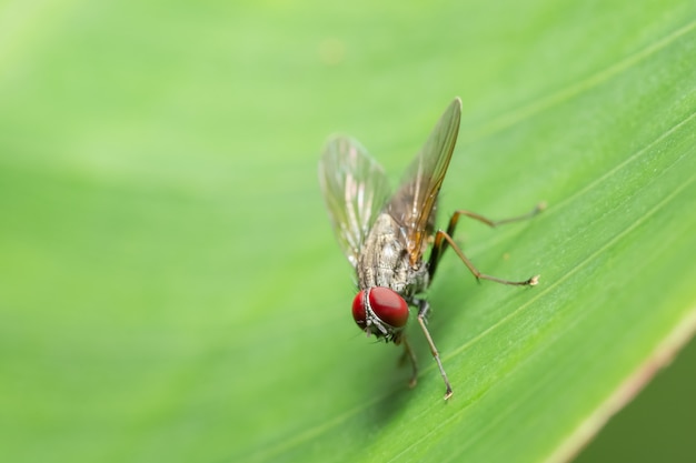 Macro volar en hoja verde