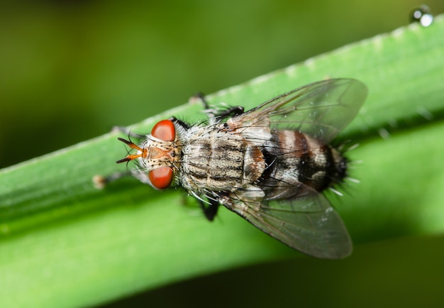 Macro volar en hoja verde