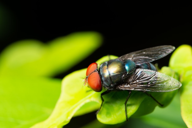 Macro volar en la hoja