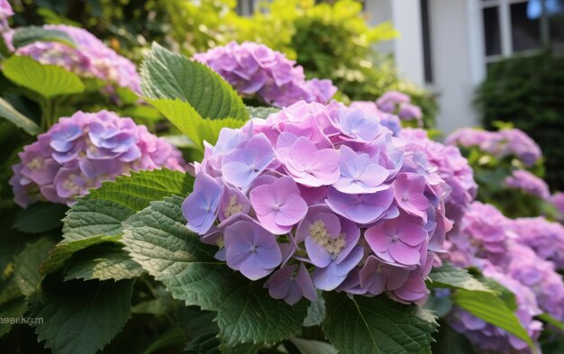 Macrofília de hortênsia no jardim