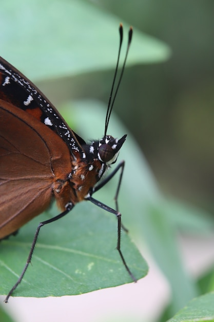 Macrofoto de cabeza de mariposa con cuerpo y ojo detallados.