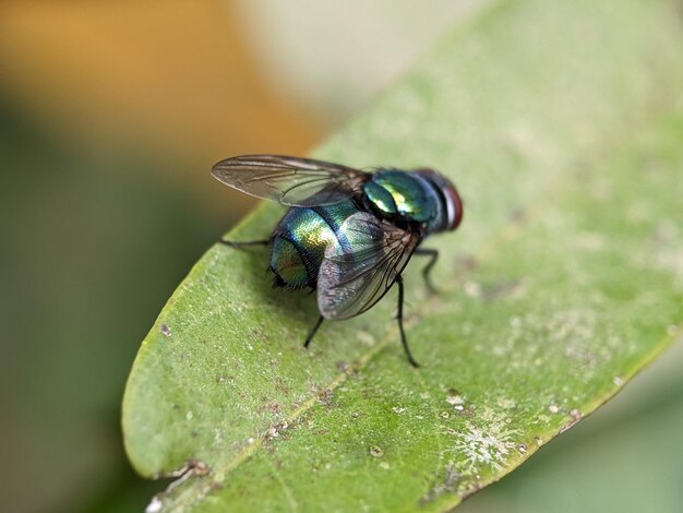 MACROFOTOGRAFÍA 10