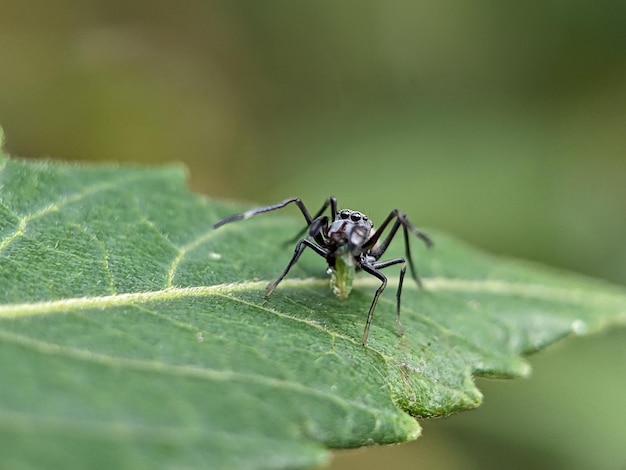 MACROFOTOGRAFÍA 14