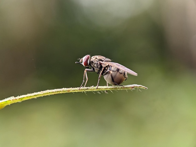 MACROFOTOGRAFÍA 11