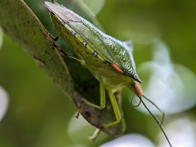 MACROFOTOGRAFÍA 15