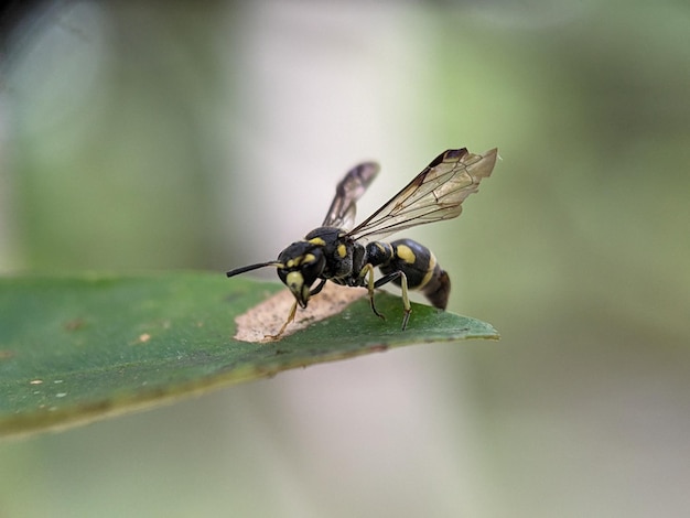 MACROFOTOGRAFÍA 5