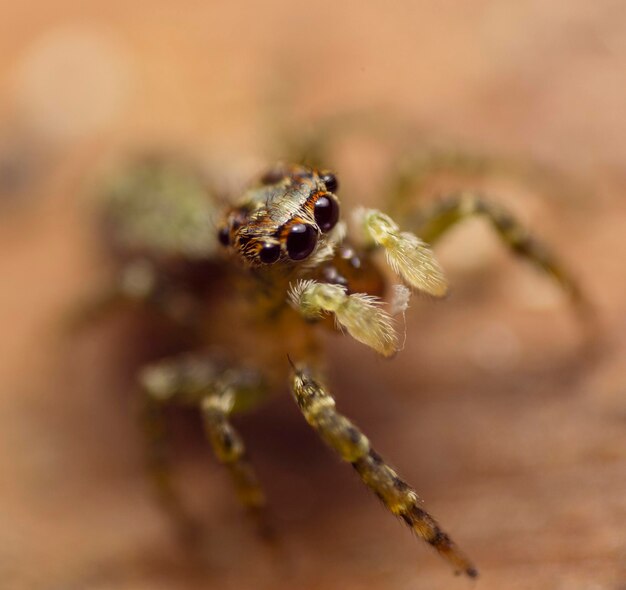 Macrofotografía de araña