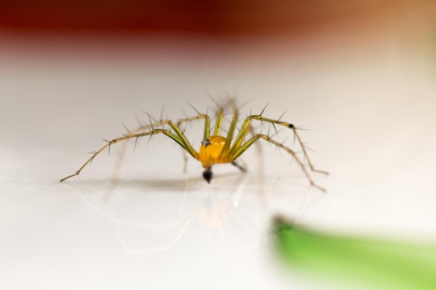 Macrofotografía de araña